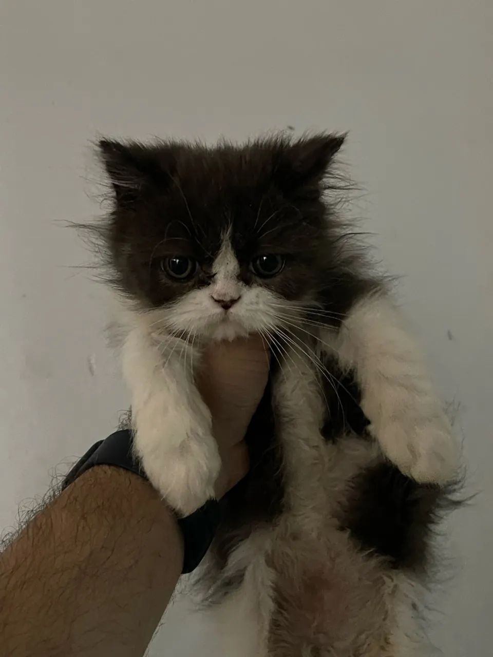 Gatinhos persas  - Foto 4