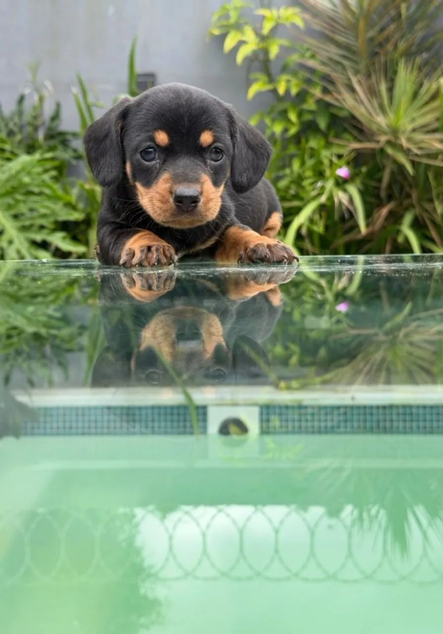Dachshund