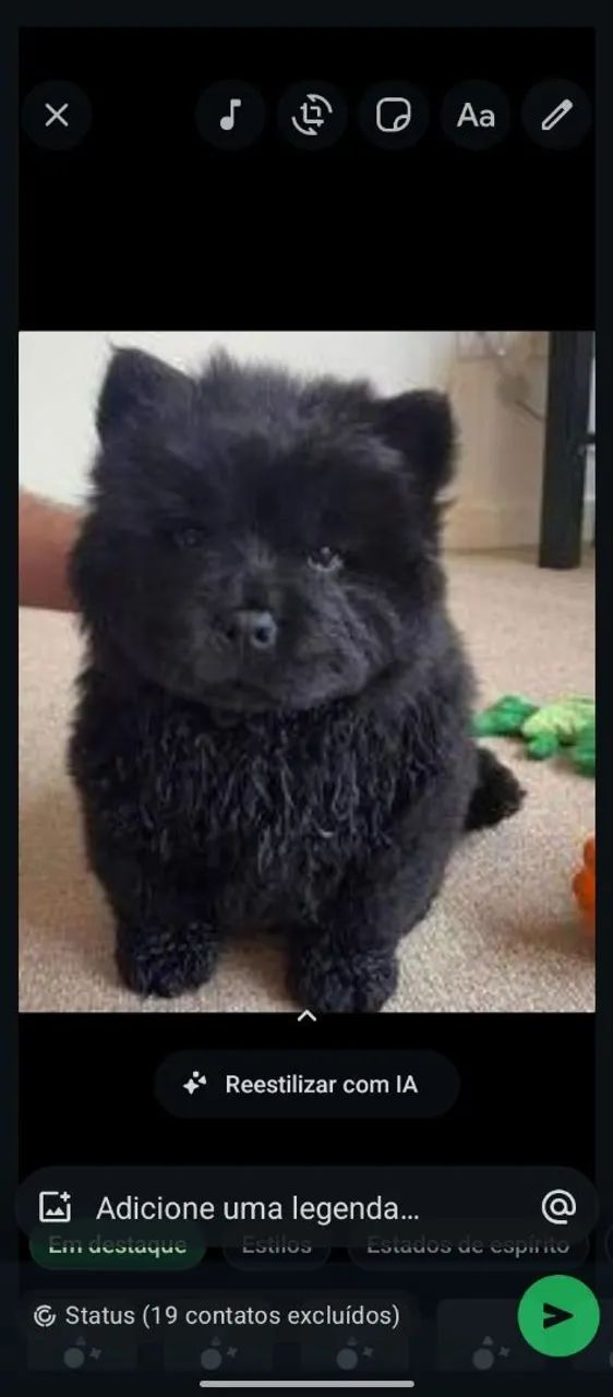 Chow chow 