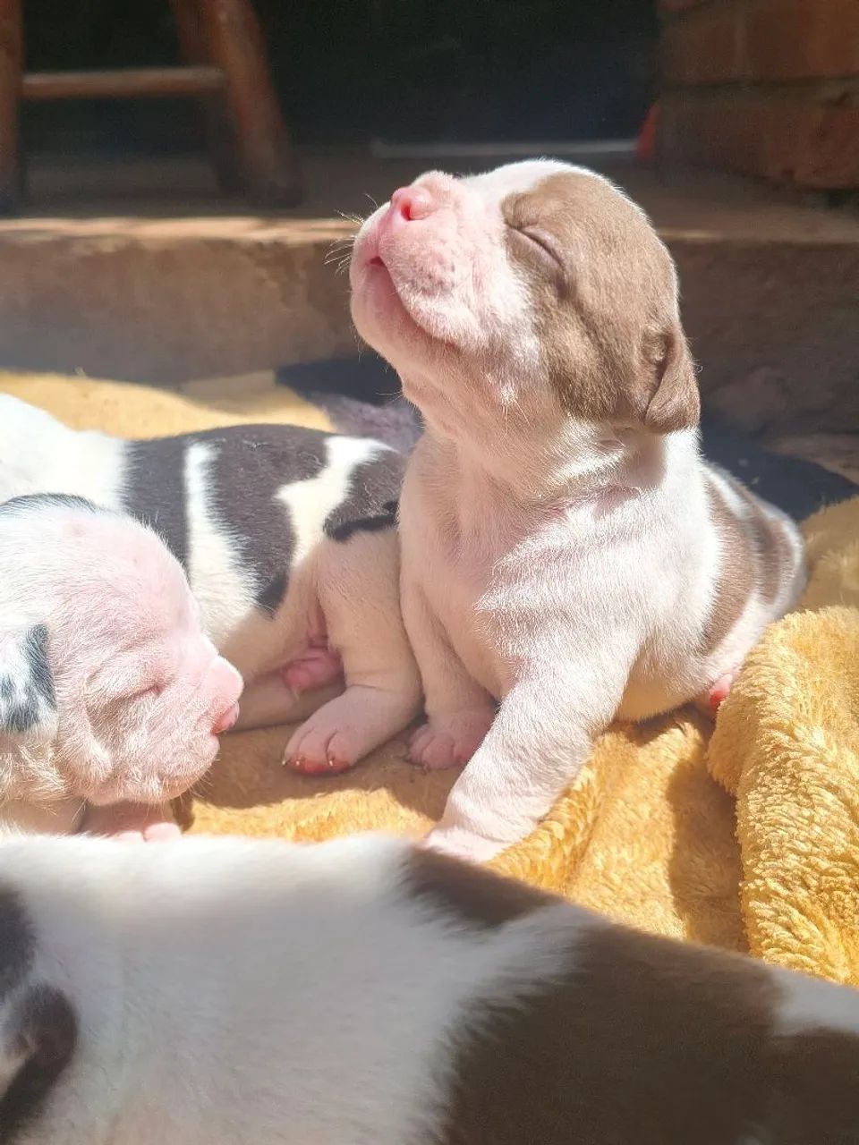 American Bully  - Foto 3