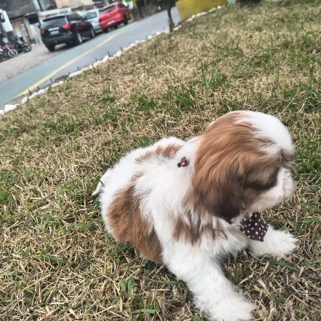 Macho de Shitzu ótimo padrão da ração  - Foto 3