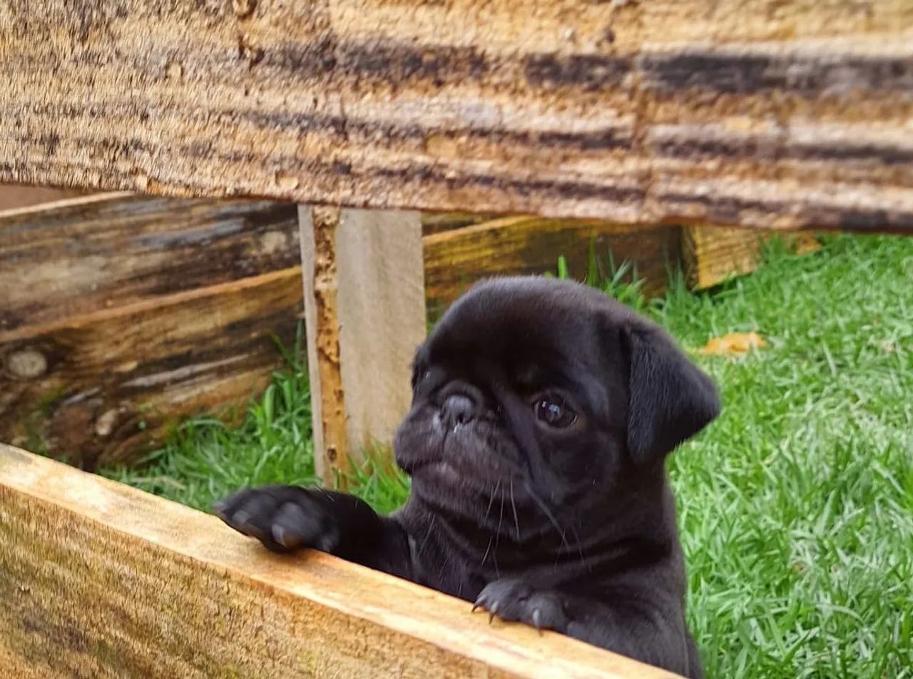 Vendo Pug  - Foto 4