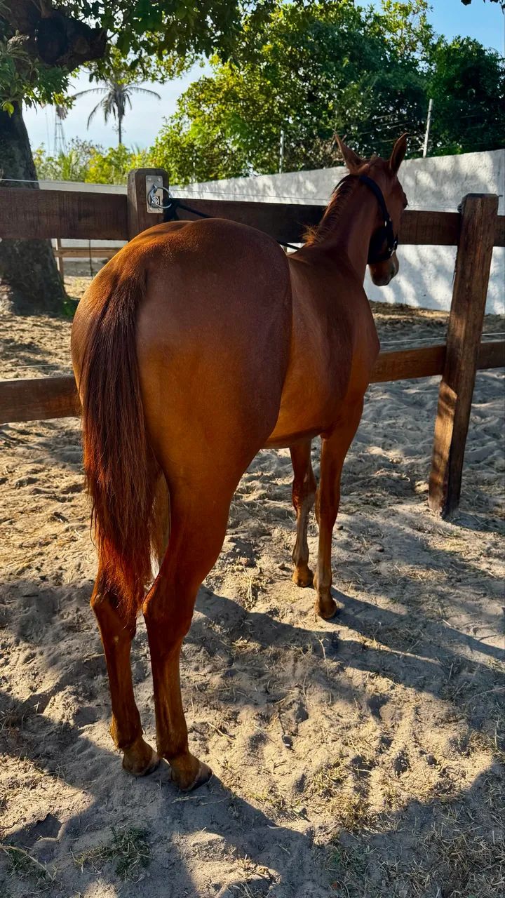 ? POTRA QM DISPONÍVEL ?  - Foto 2