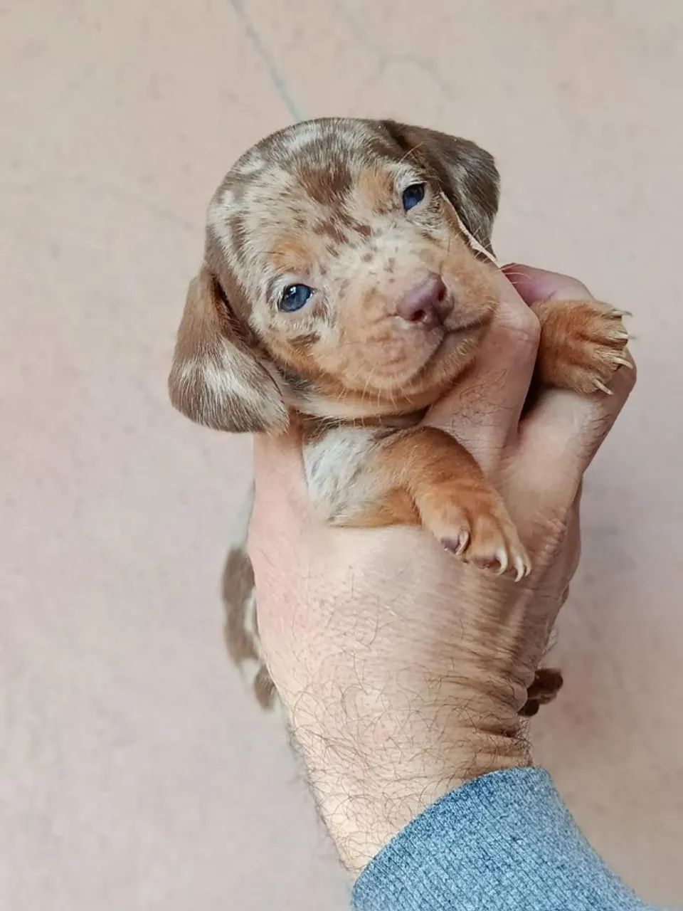 Dachshund