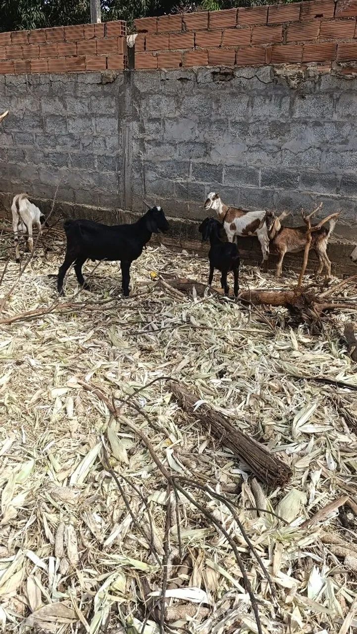 Cabras e cabritos  - Foto 3