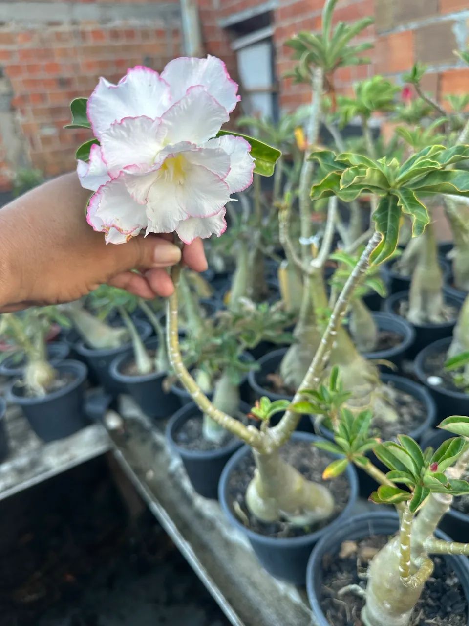 Rosa do deserto enxertada - Foto 3