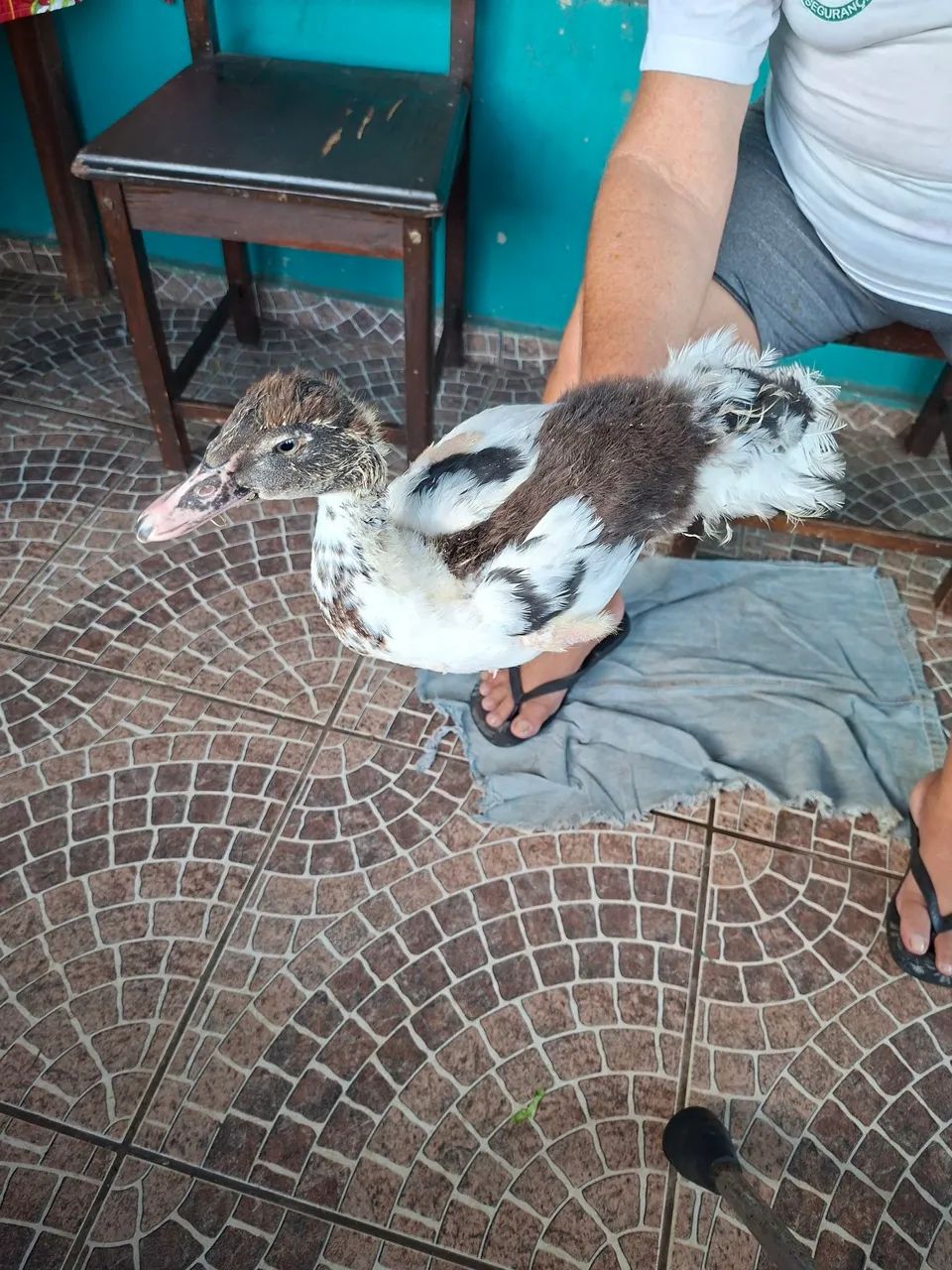 Patinhos  20 reais cada - Foto 2