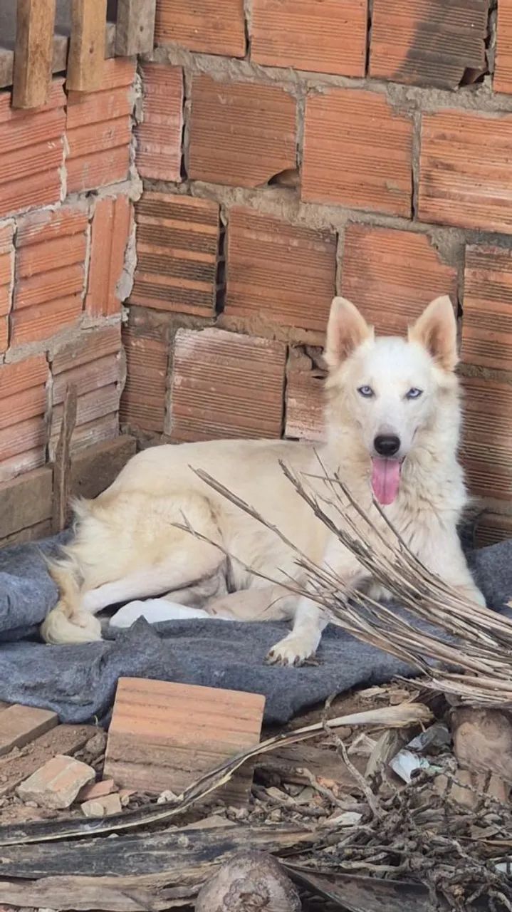 Vende-se  - Foto 3