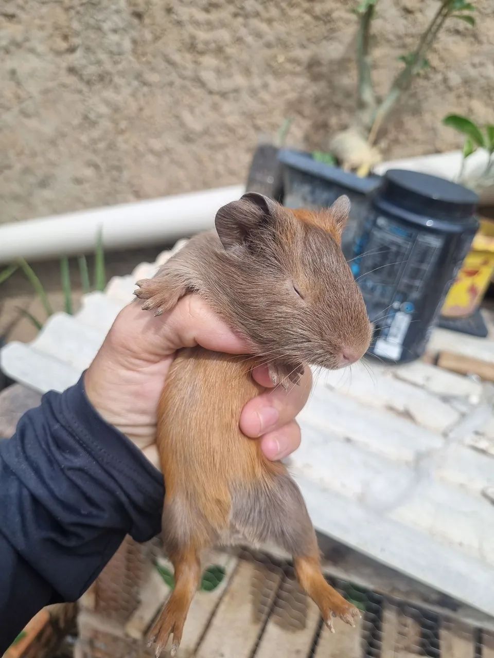 Porquinho da Índia  - Foto 5