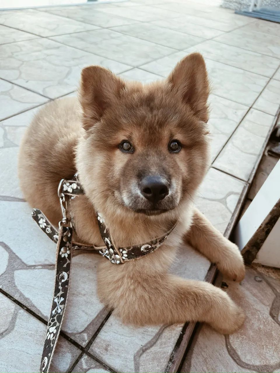 Cachorro Chowsky - Foto 3