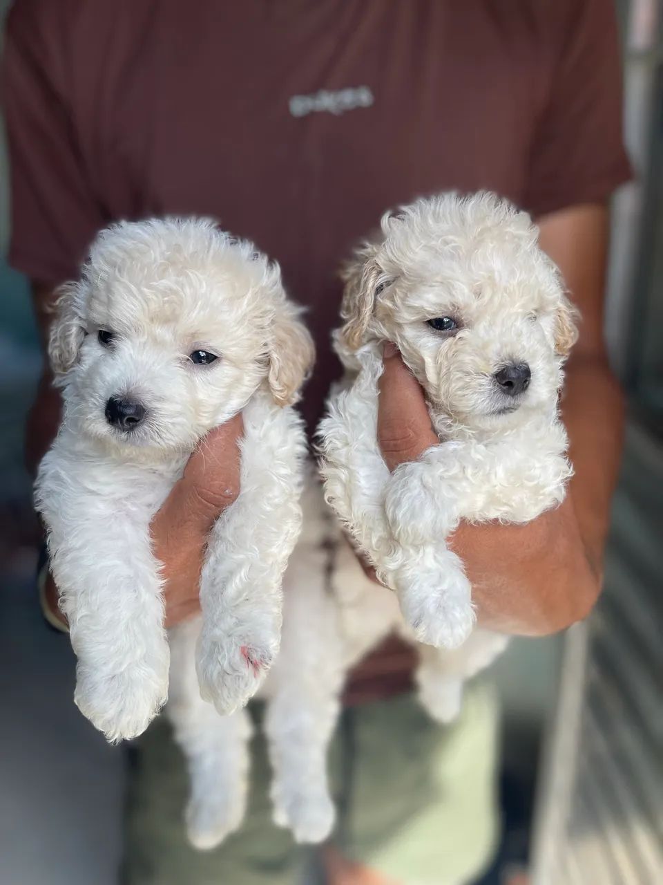 Poodle machos 