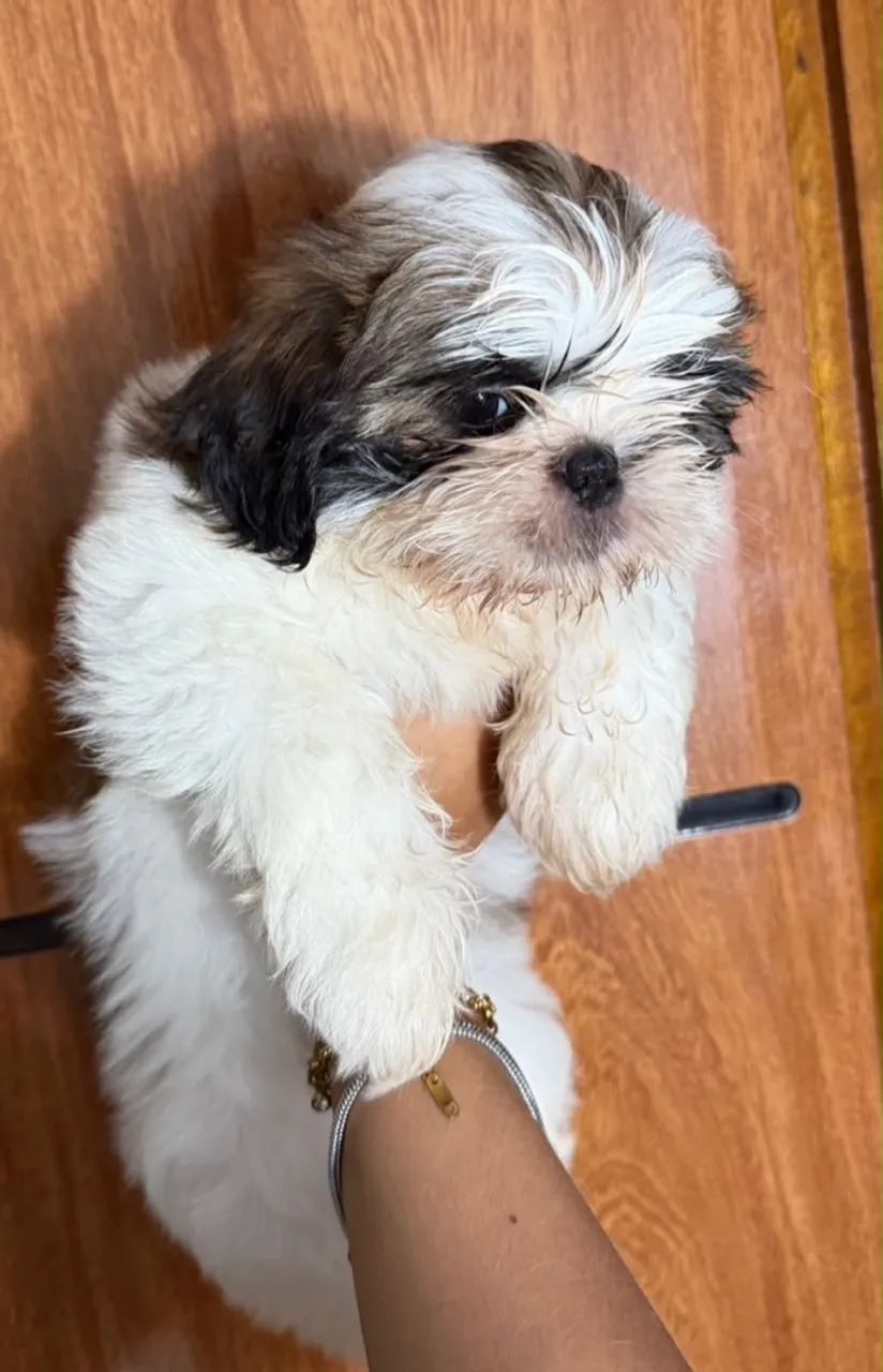 Shih Tzu - Foto 3