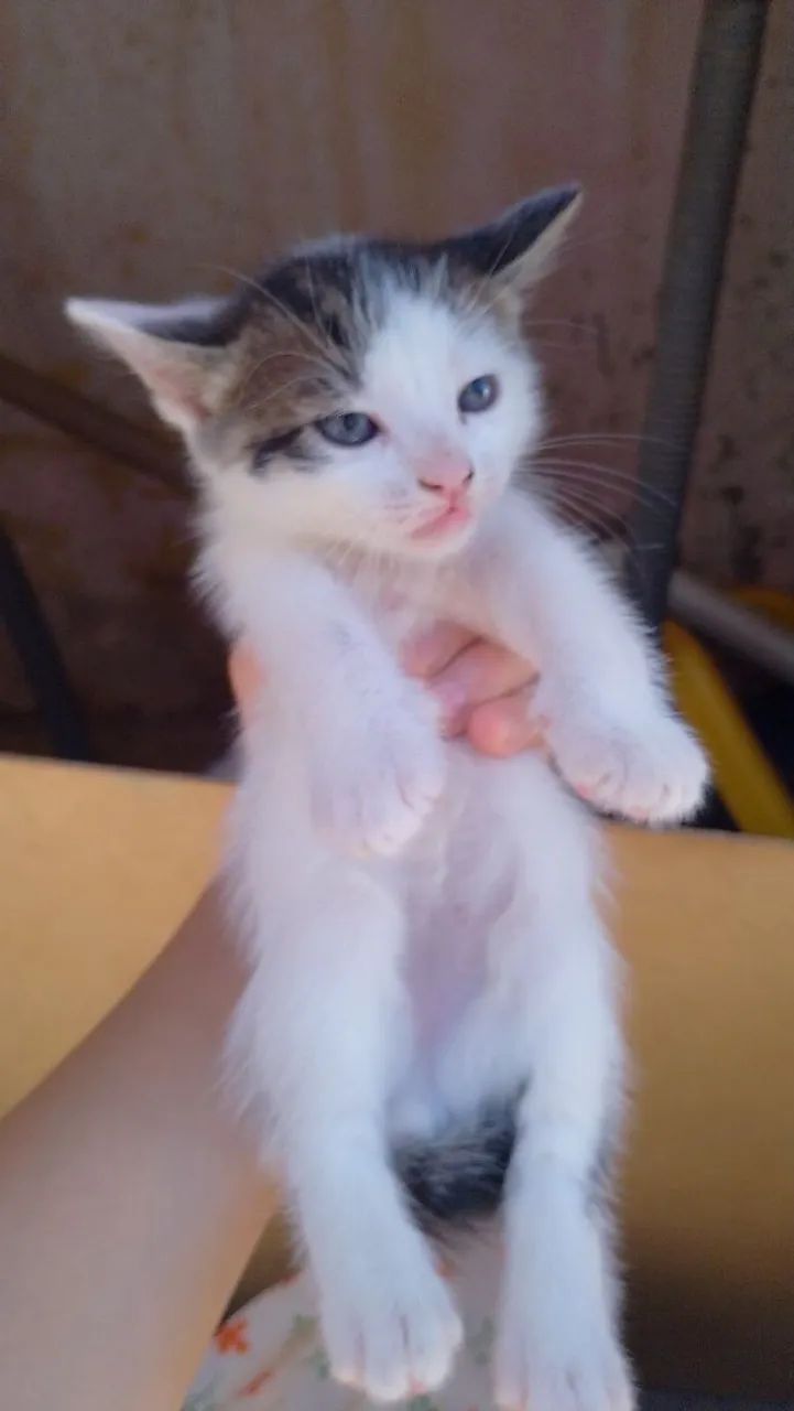 Gatinhos filhotes fofinhos  - Foto 4