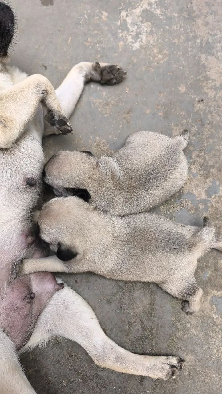 Pug macho  - Foto 2