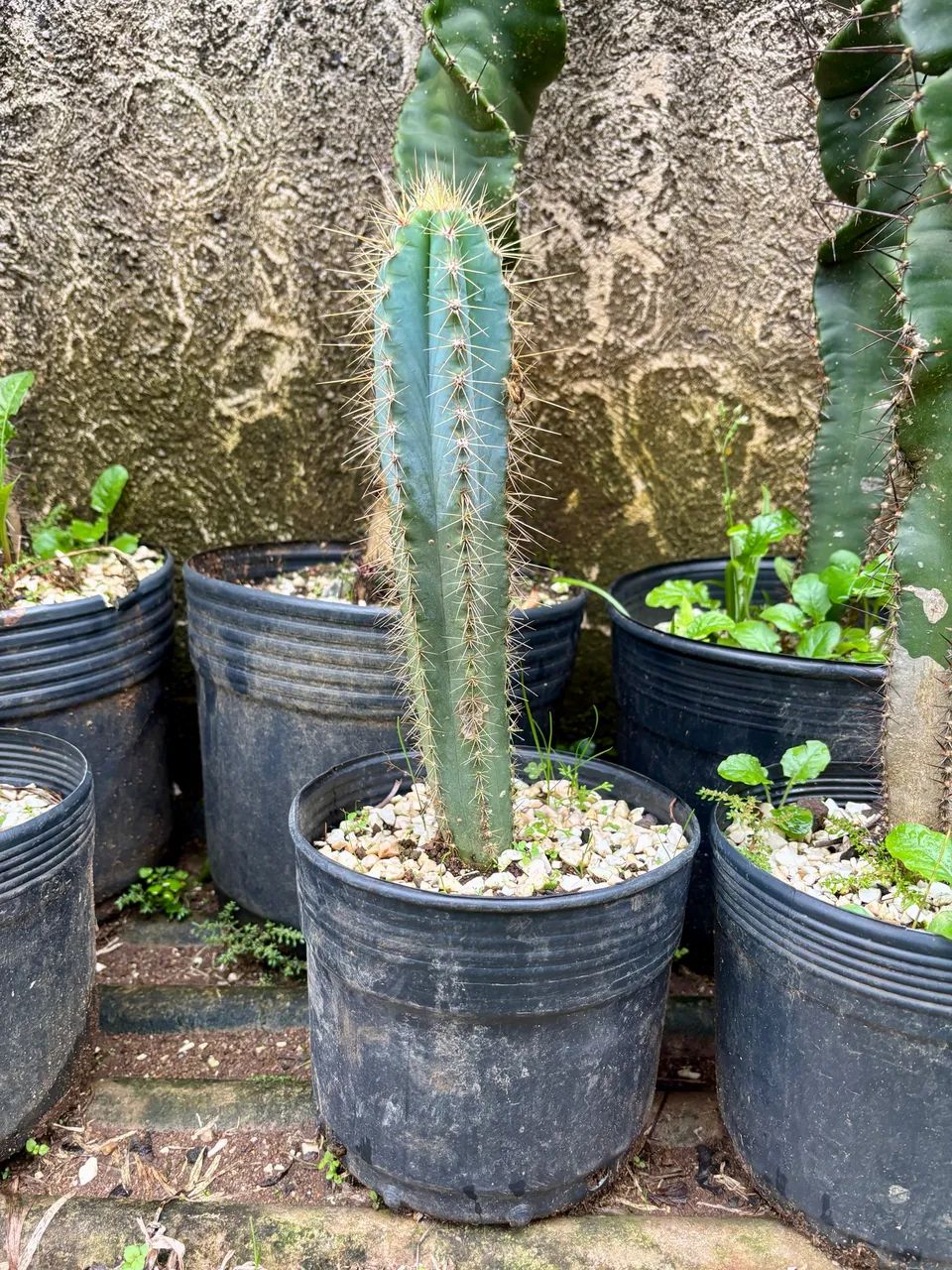 Cactos  - Foto 4