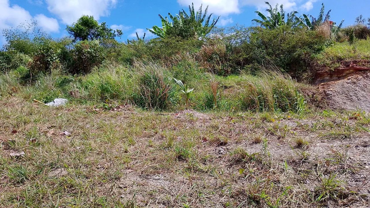 Foto - Simões Filho - Mapele