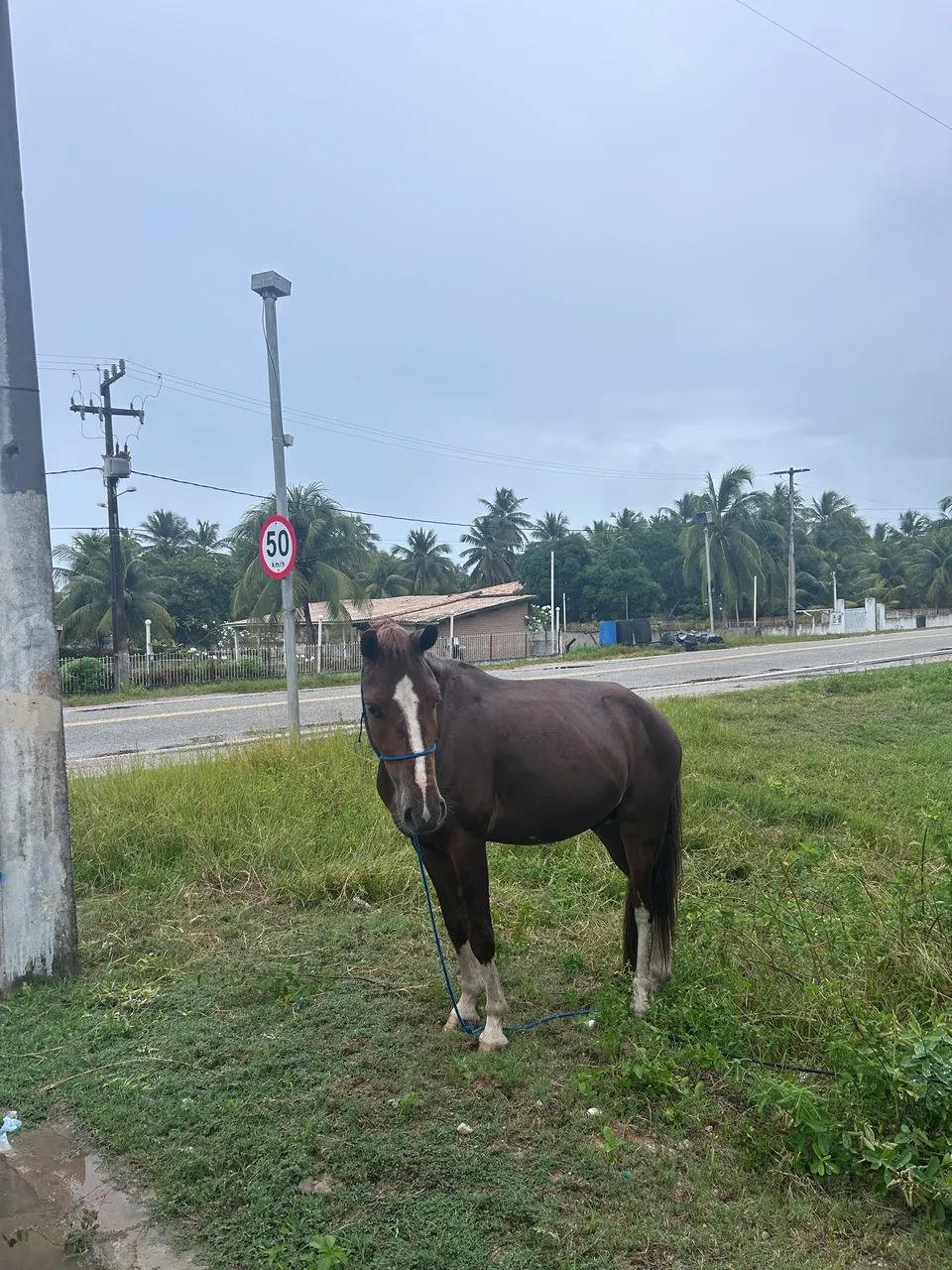 Cavalo