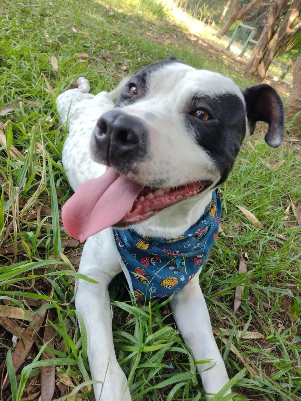 Cachorro - Foto 4