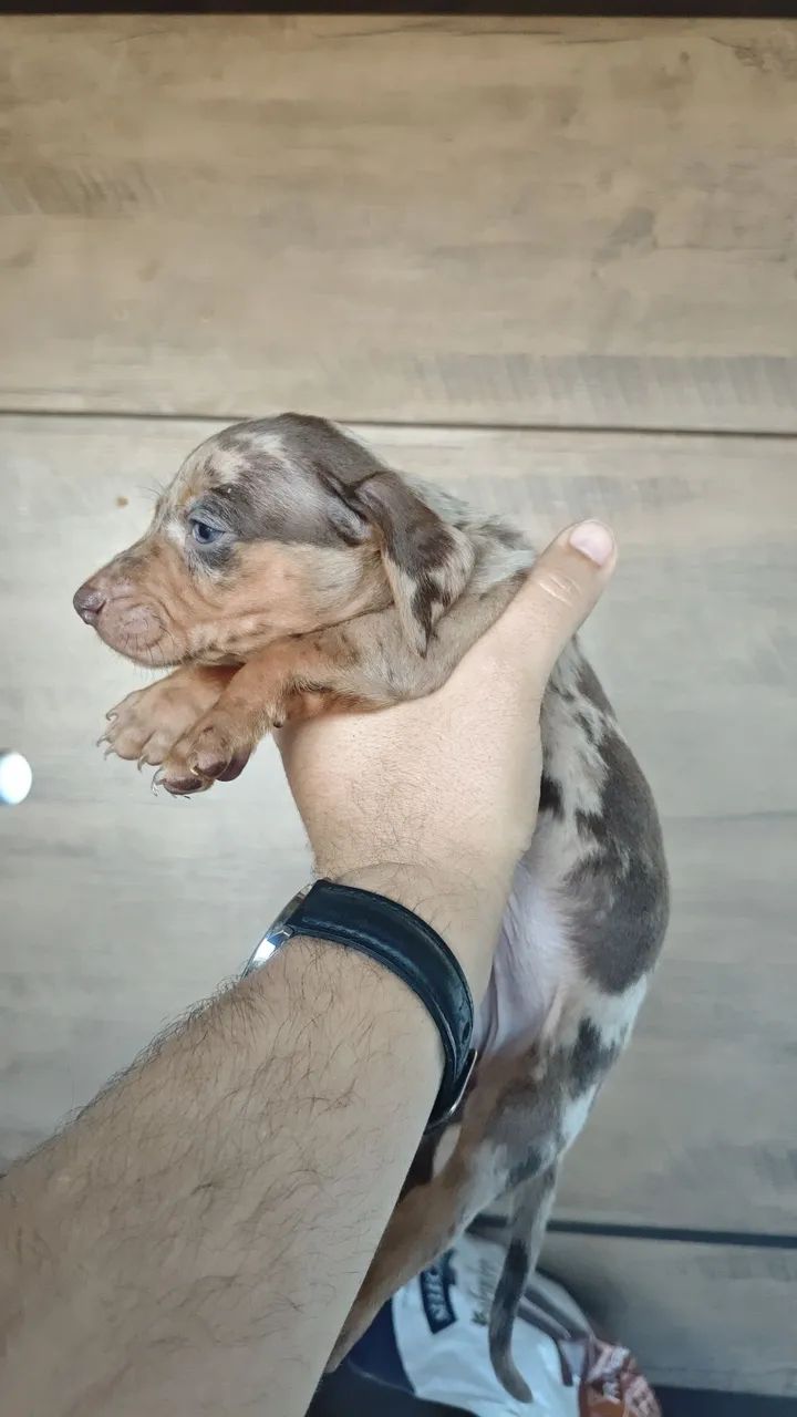 Dachshund - Foto 4