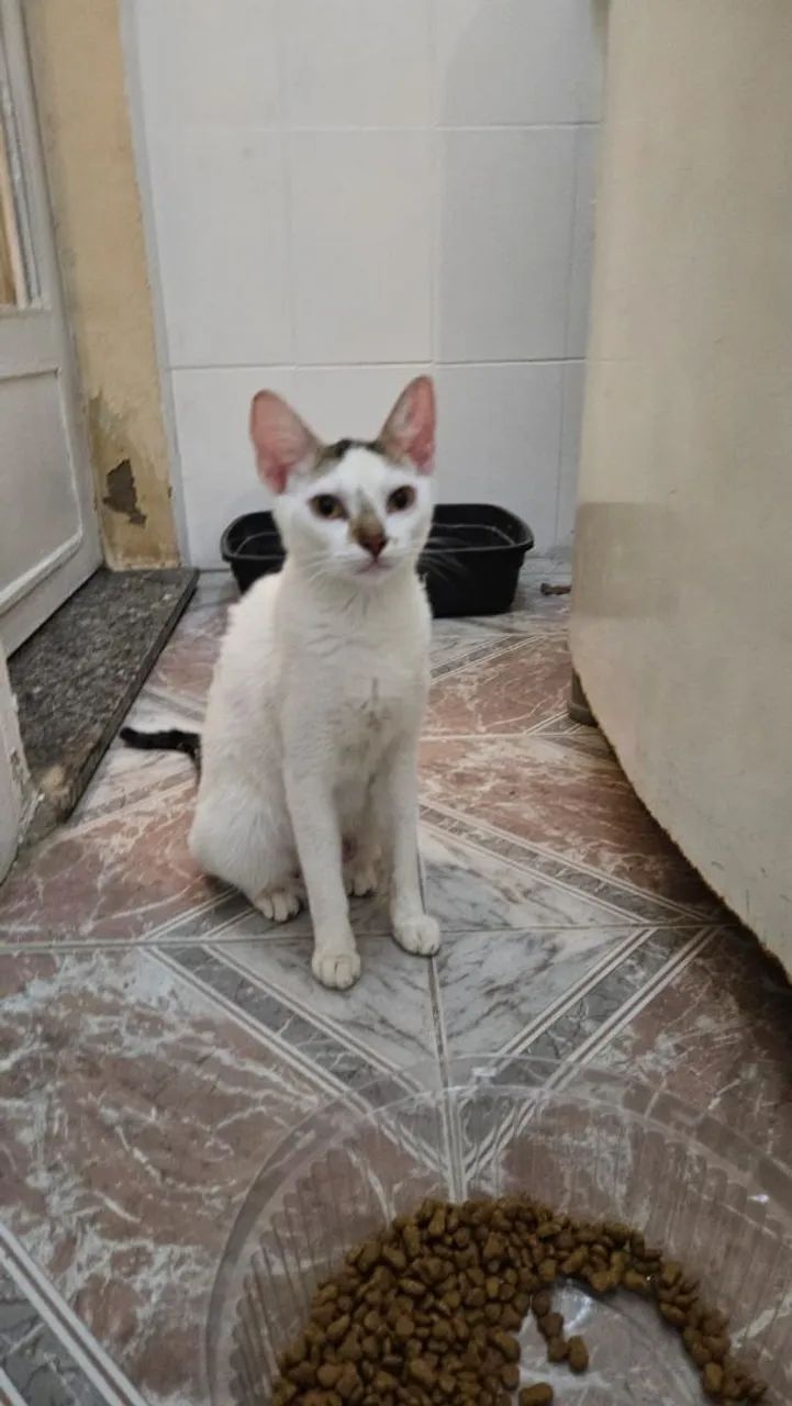 Gatinhas Para Doação - Foto 2