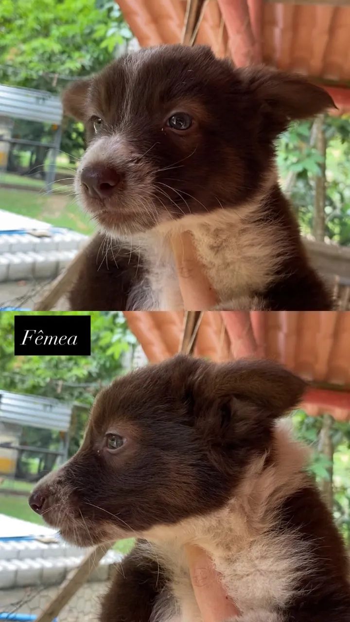 Border Collie - Foto 4