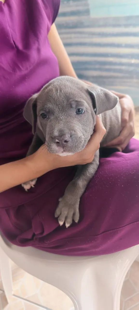 Pitbull 