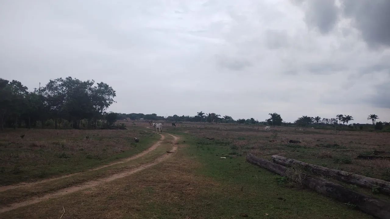 FAZENDA À  VENDA / BREU BRANCO  - Foto 3