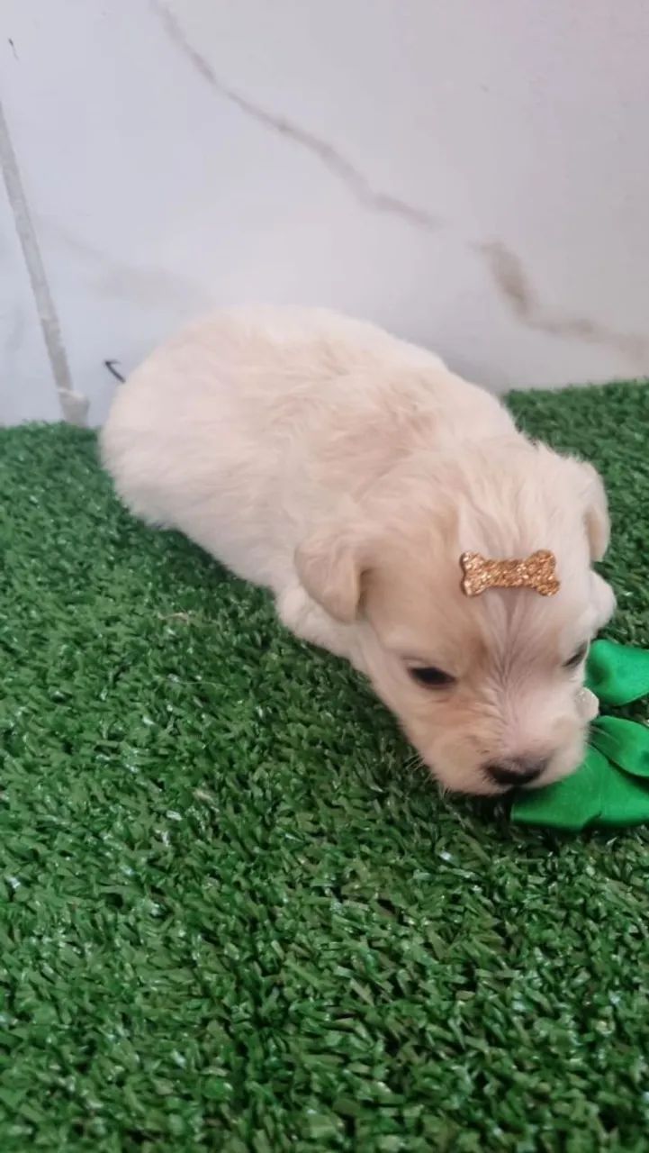 Poodle com Maltês  - Foto 2