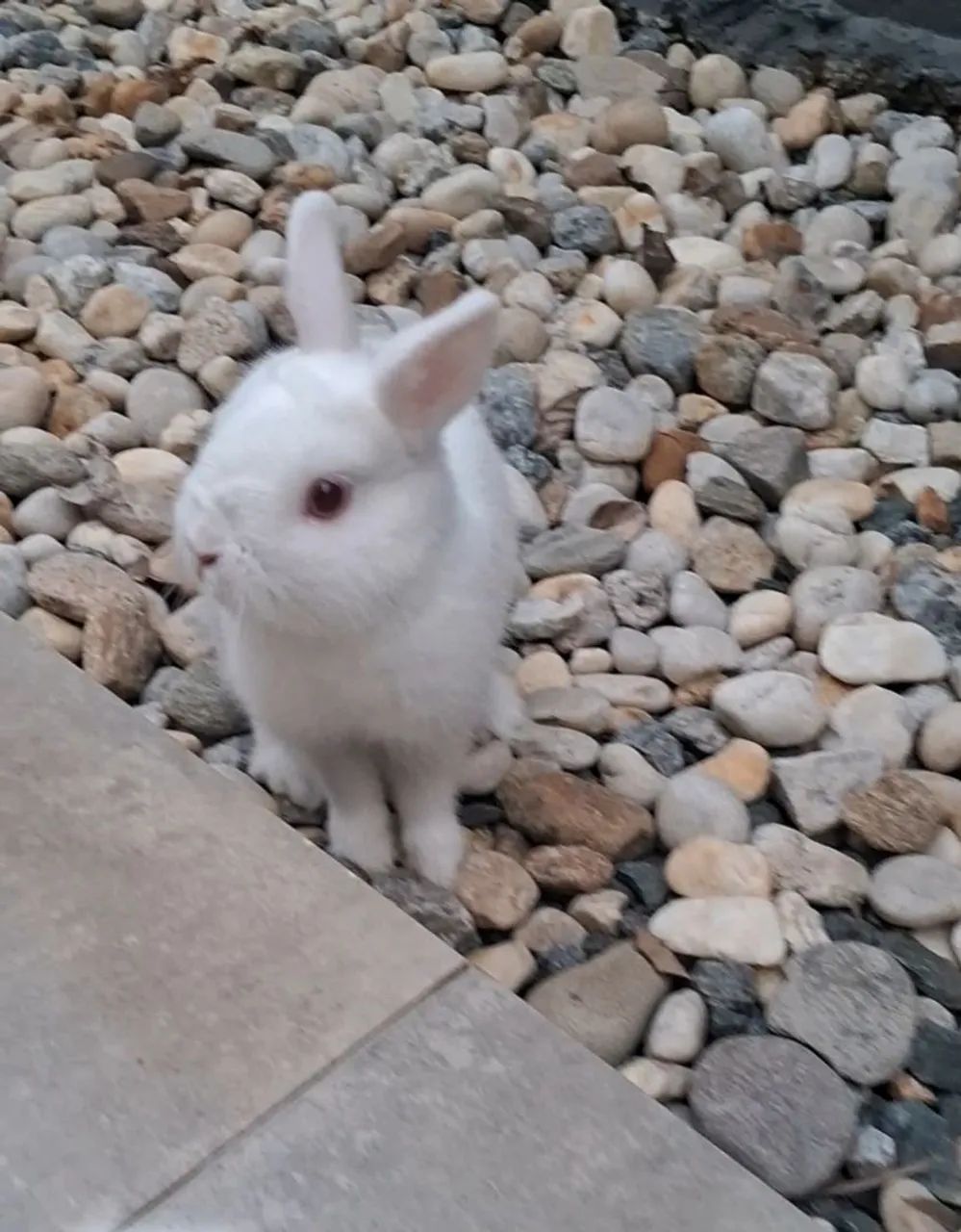 Mini coelho - Foto 4