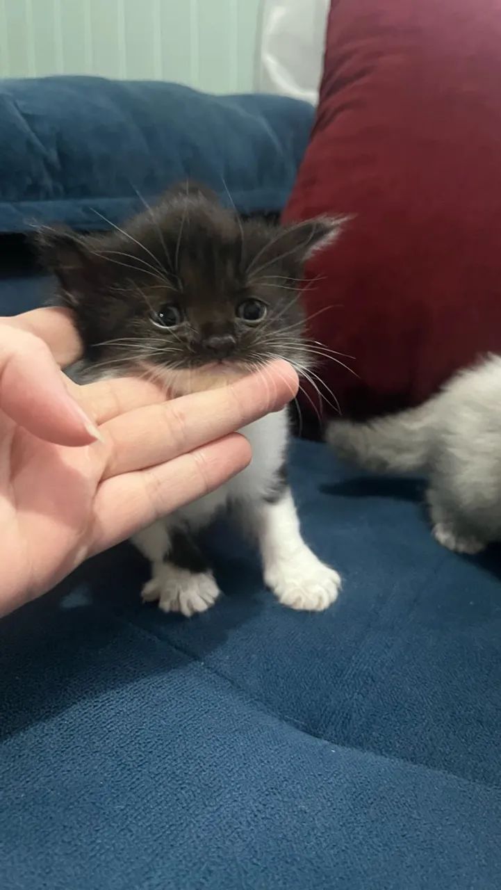 Gato - Foto 4