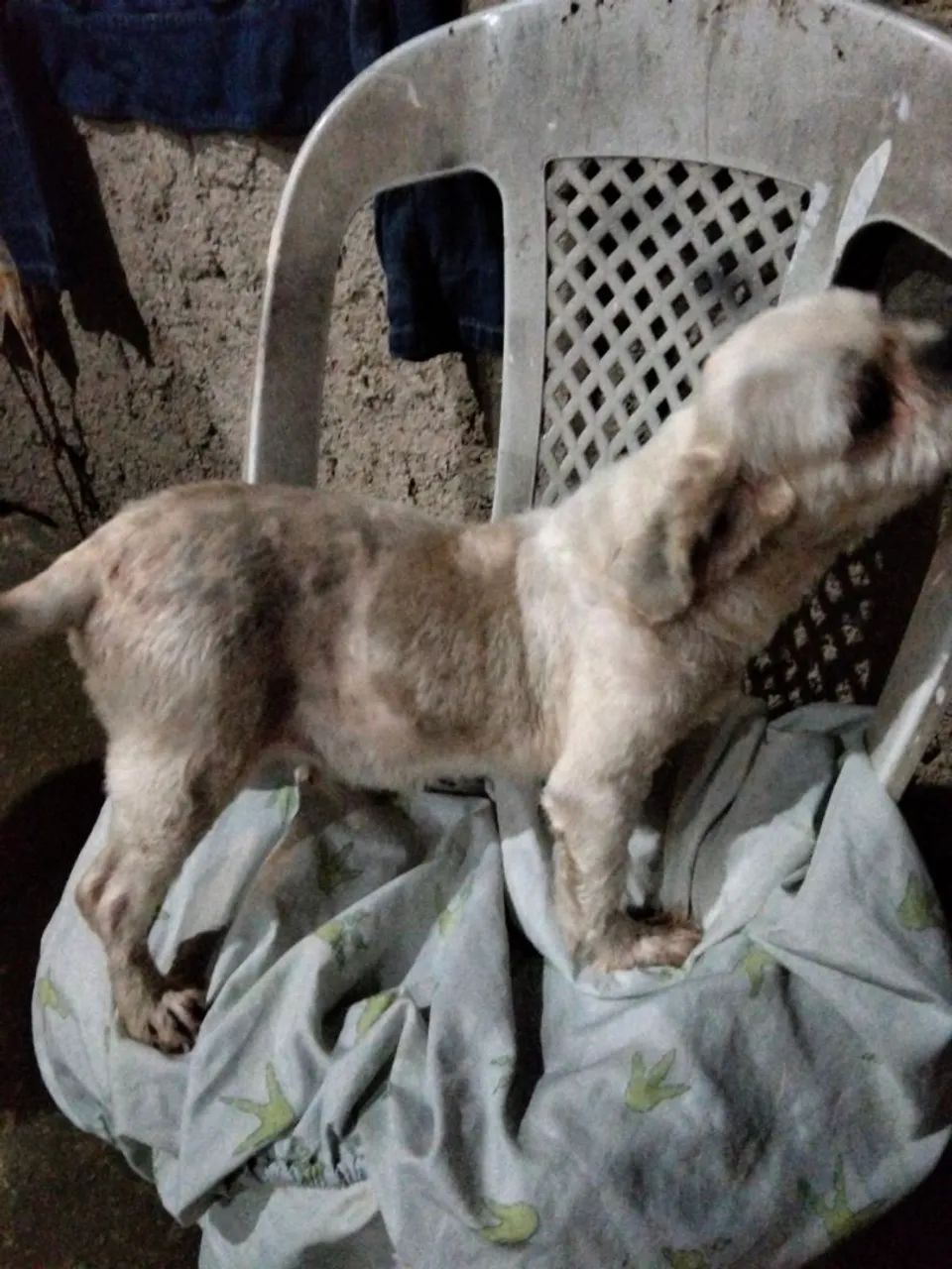 Shih tzu 