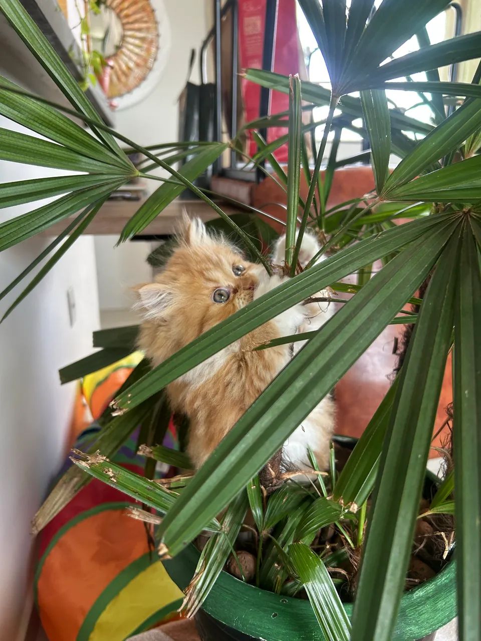 Gato persa  - Foto 5