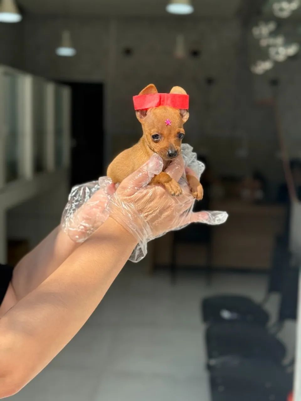 Pinscher MIniatura- Filhotes Selecionados com Cuidado - Qualidade e Confiança - Foto 2