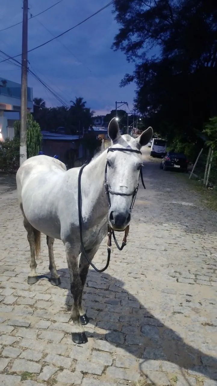 Vendo cavalo, ou troco por égua 
