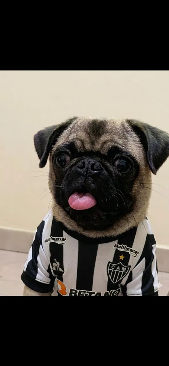 Fêmea de Pug - Foto 2