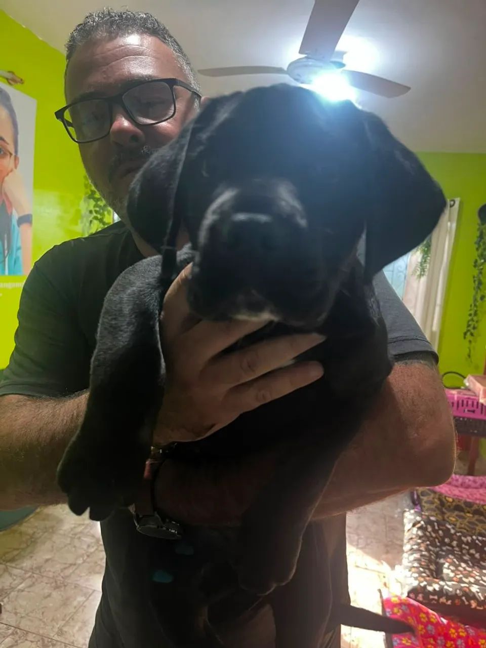 Cane Corso Macho  - Foto 3