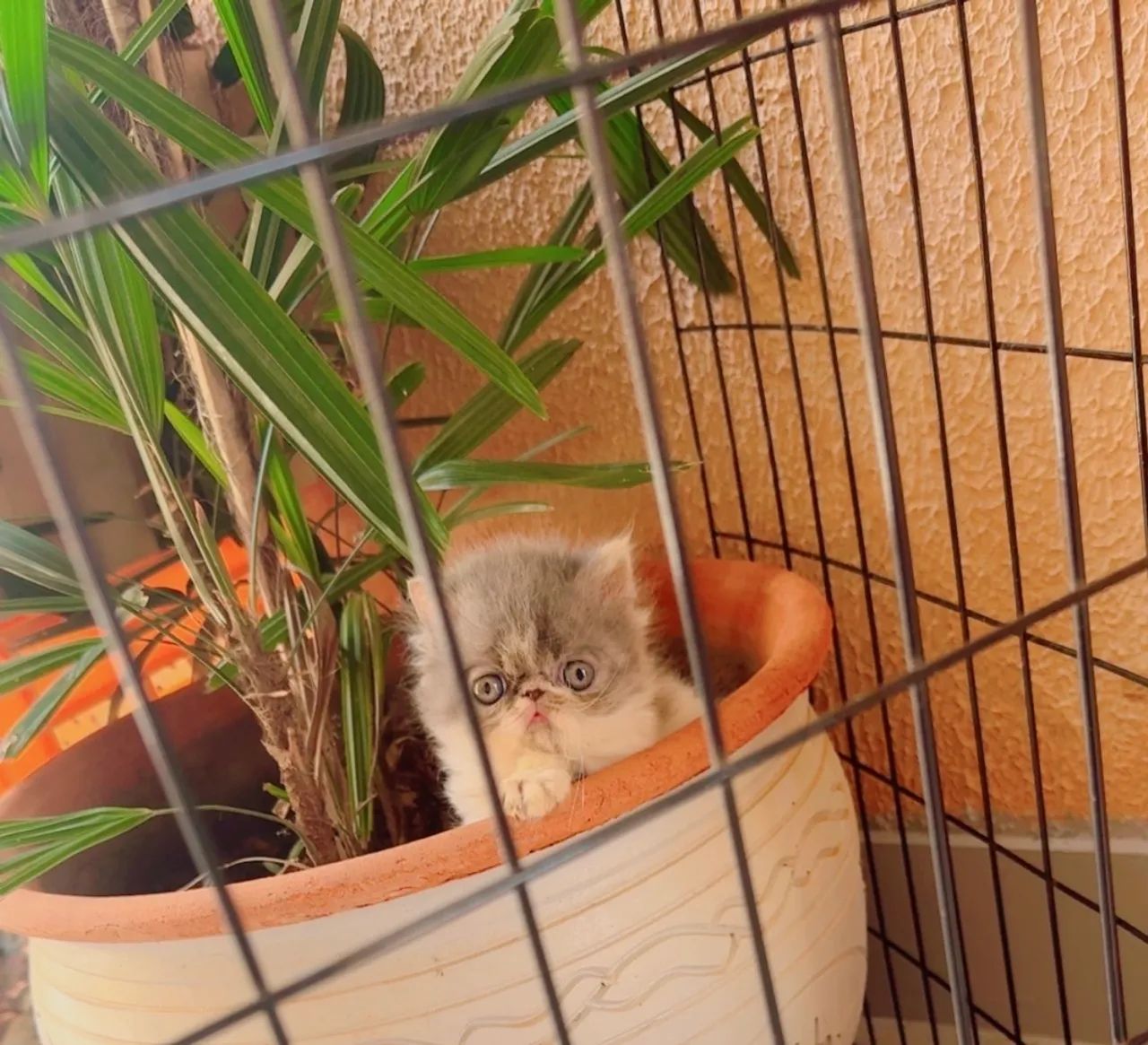 Filhotes de Gato Persa - Padrão Show Disponíveis!