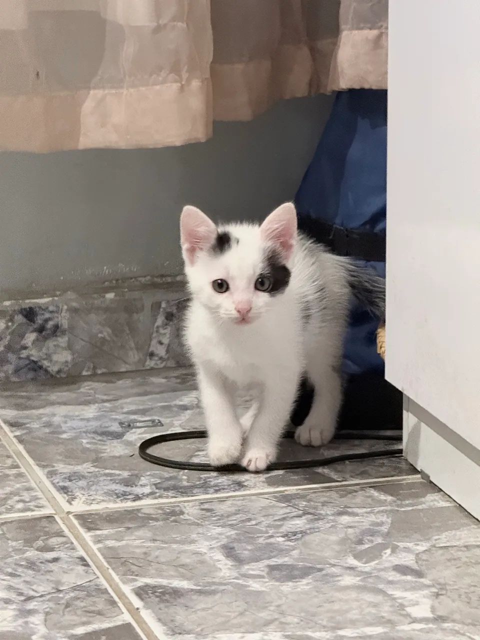 Doa-se lindos gatinhos - Foto 2