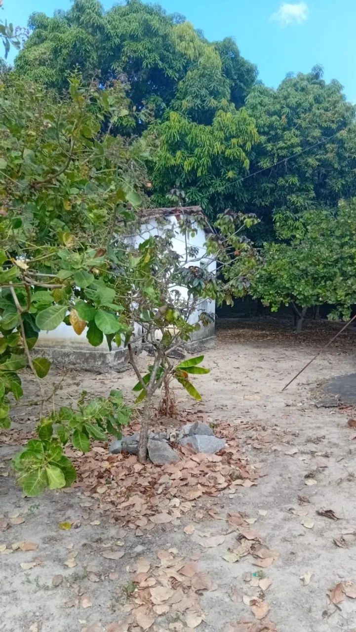Vendo sítio com casa no horizonte bairro catu - Foto 3