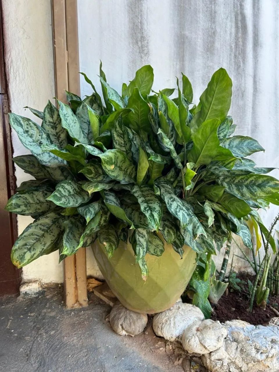 Plantas  - Foto 2