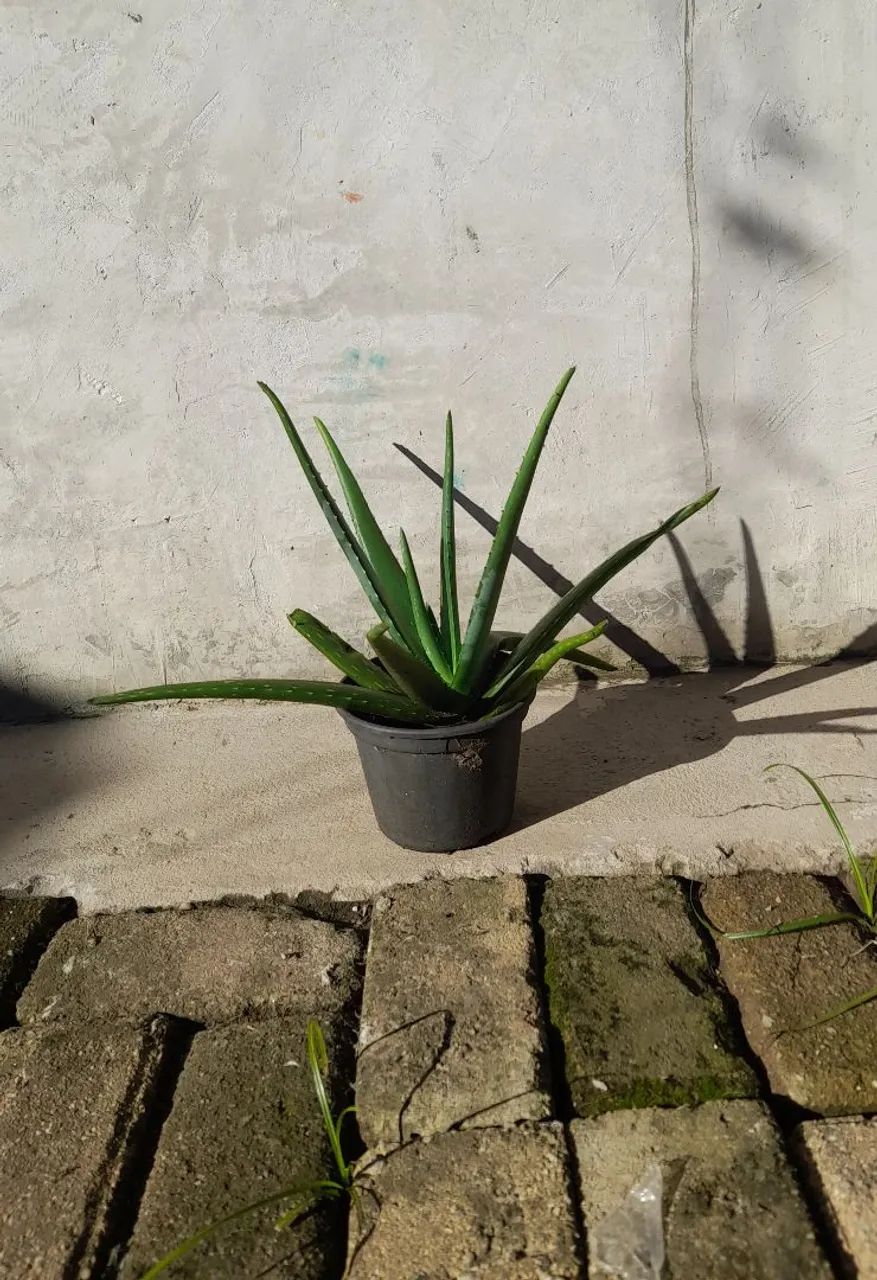 Mudas de Aloe Vera. Saudáveis e Bem-Cuidadas - Foto 3