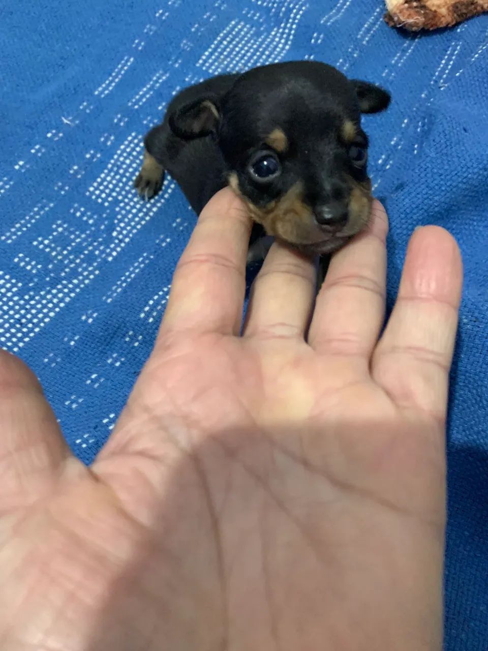 Cachorro Pincher número 1  - Foto 2