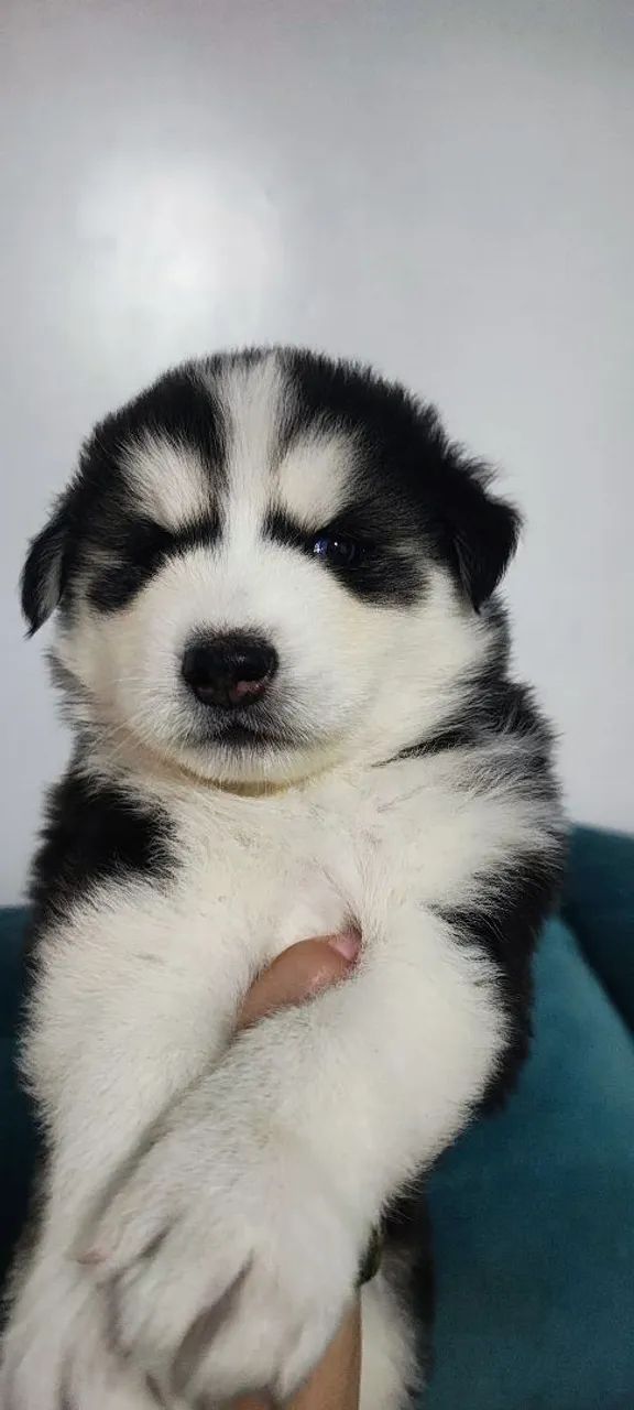 Husky Siberiano último macho