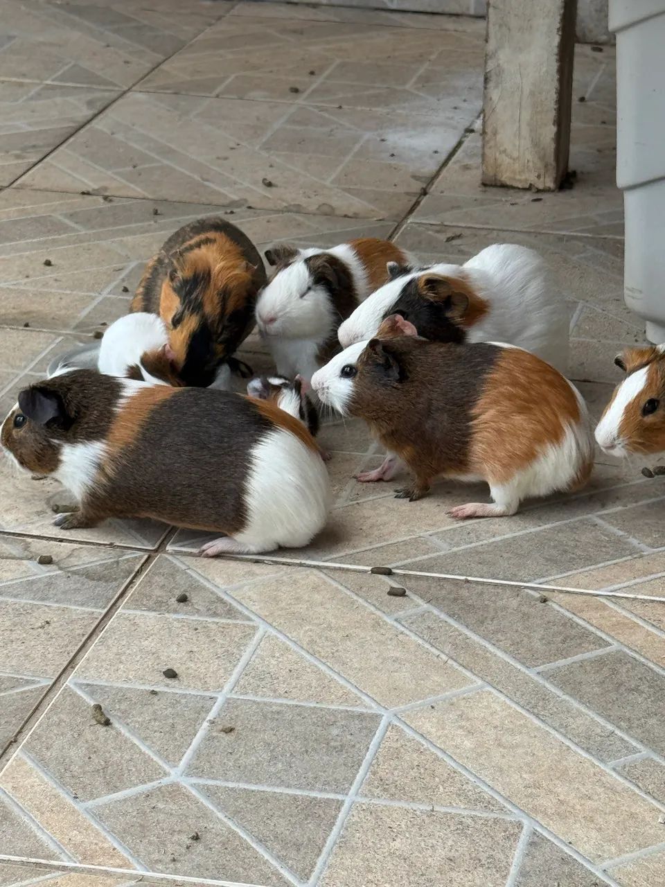 Porquinhos da Índia  - Foto 4