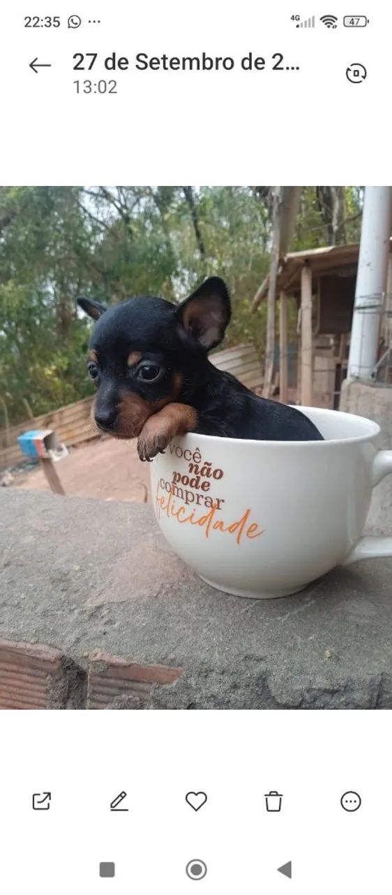 Pinscher macho  - Foto 2