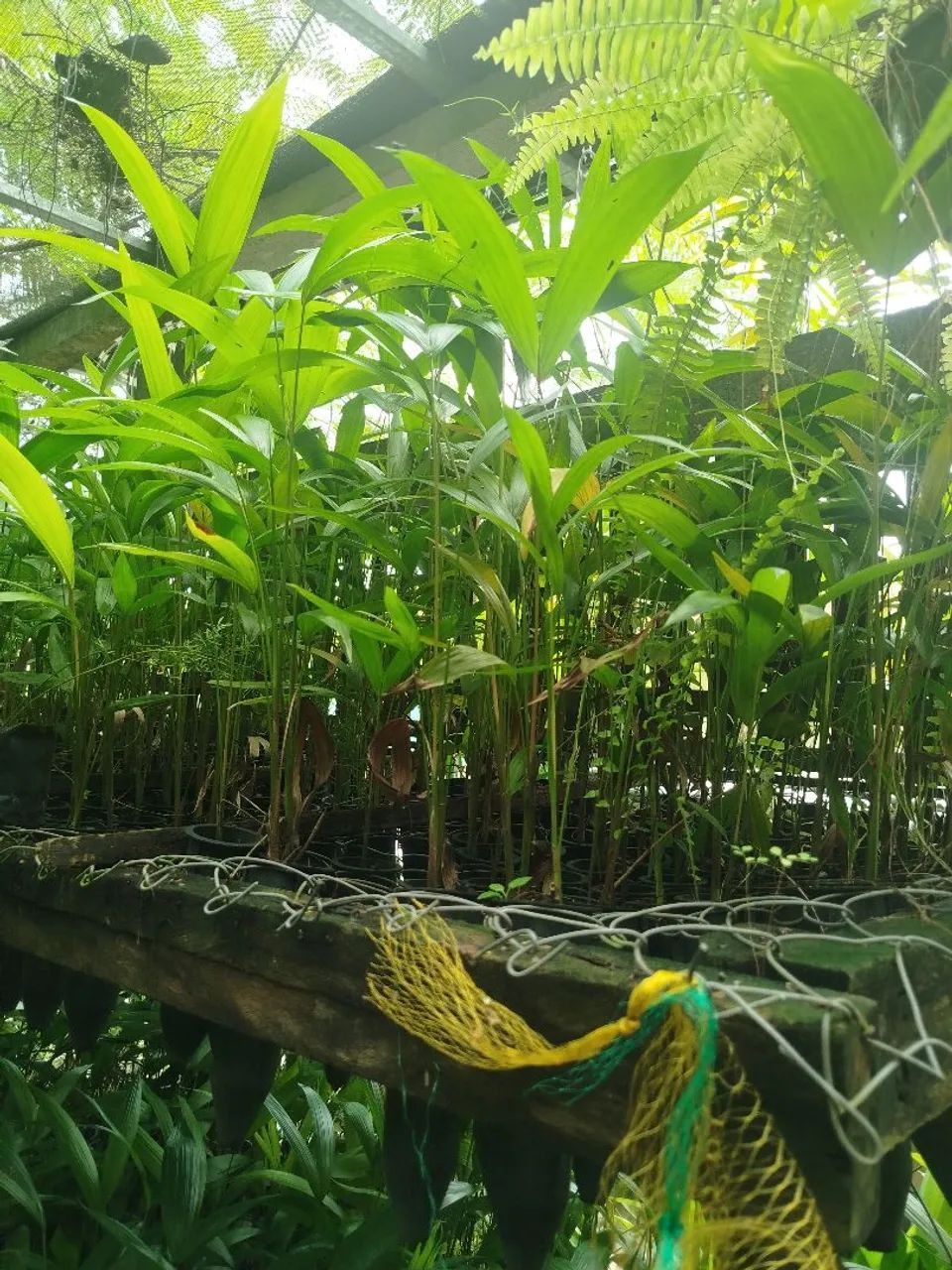 Açaí BRS Pai d'Égua  - Foto 3