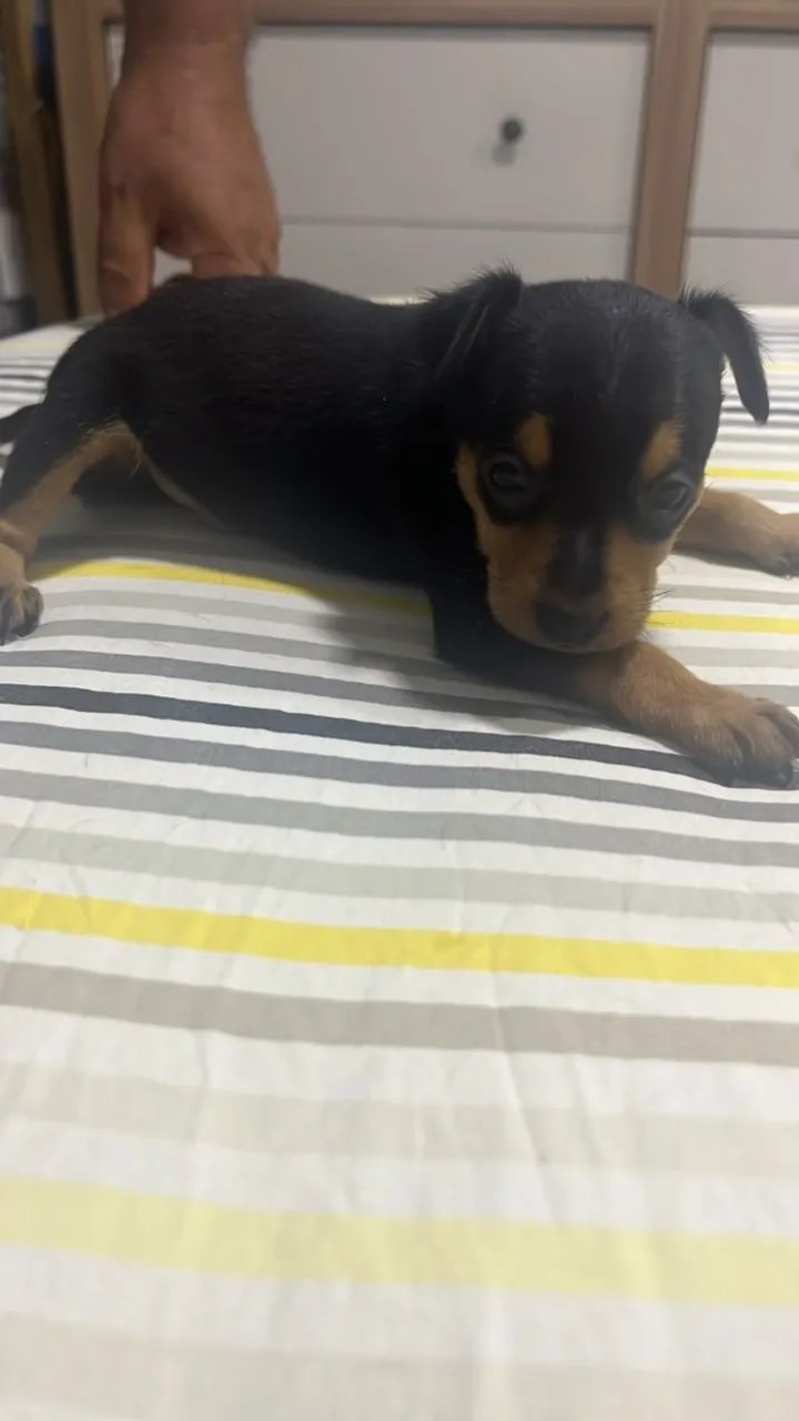 Cachorros