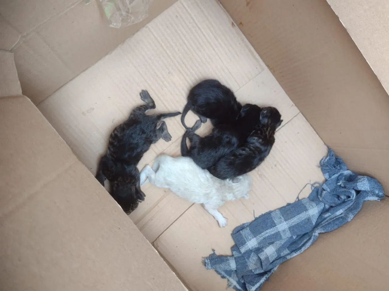 GATINHOS PARA DOAÇÃO - Foto 4