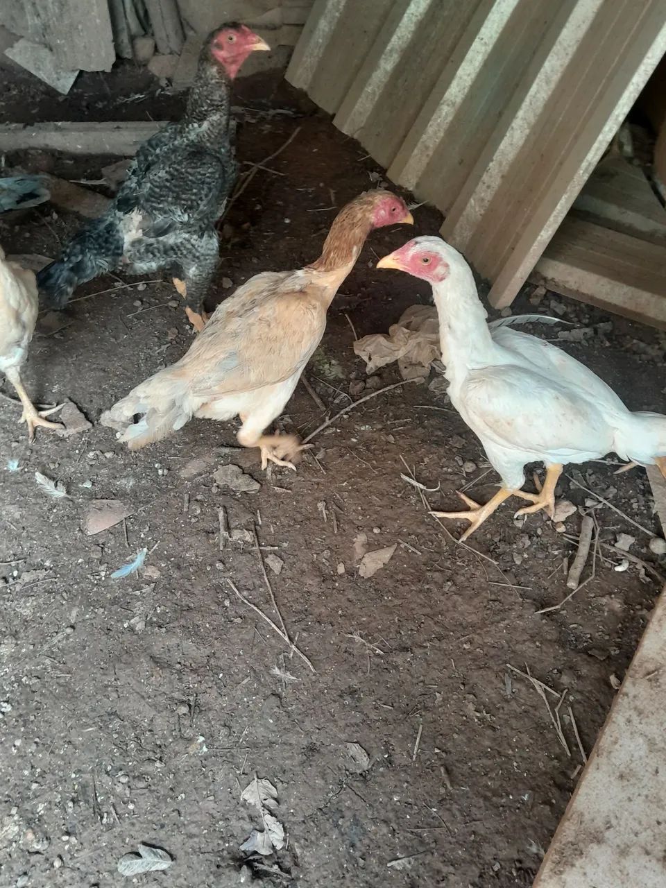 Galinha Índia  - Foto 2