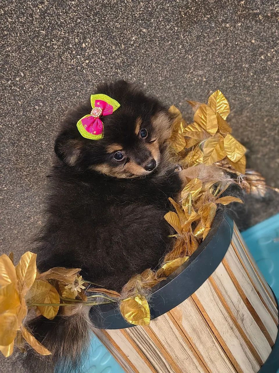 Spitz Alemão 